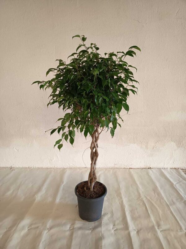 Ficus-benjamina-trenzado-c25