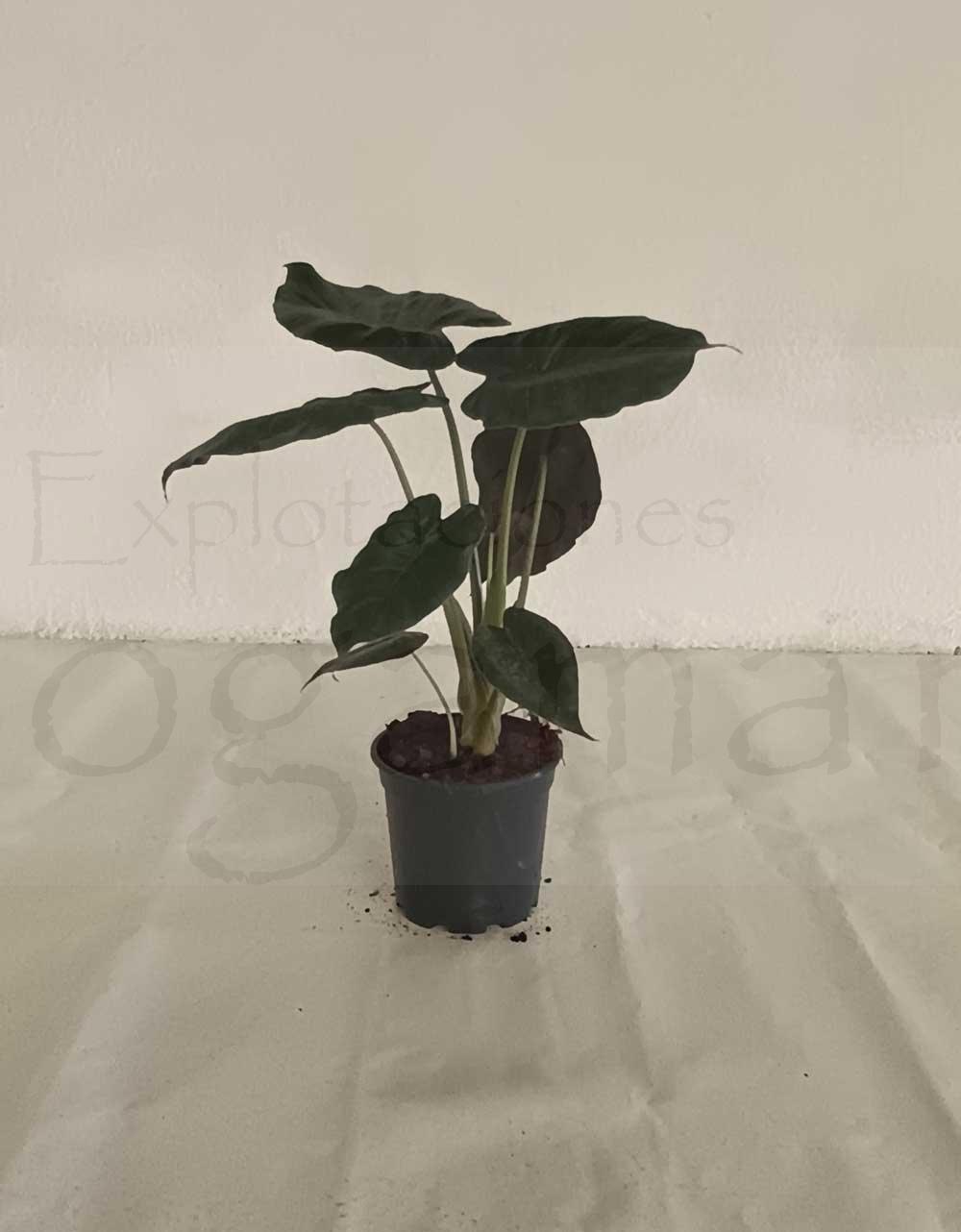 Alocasia wentii c17