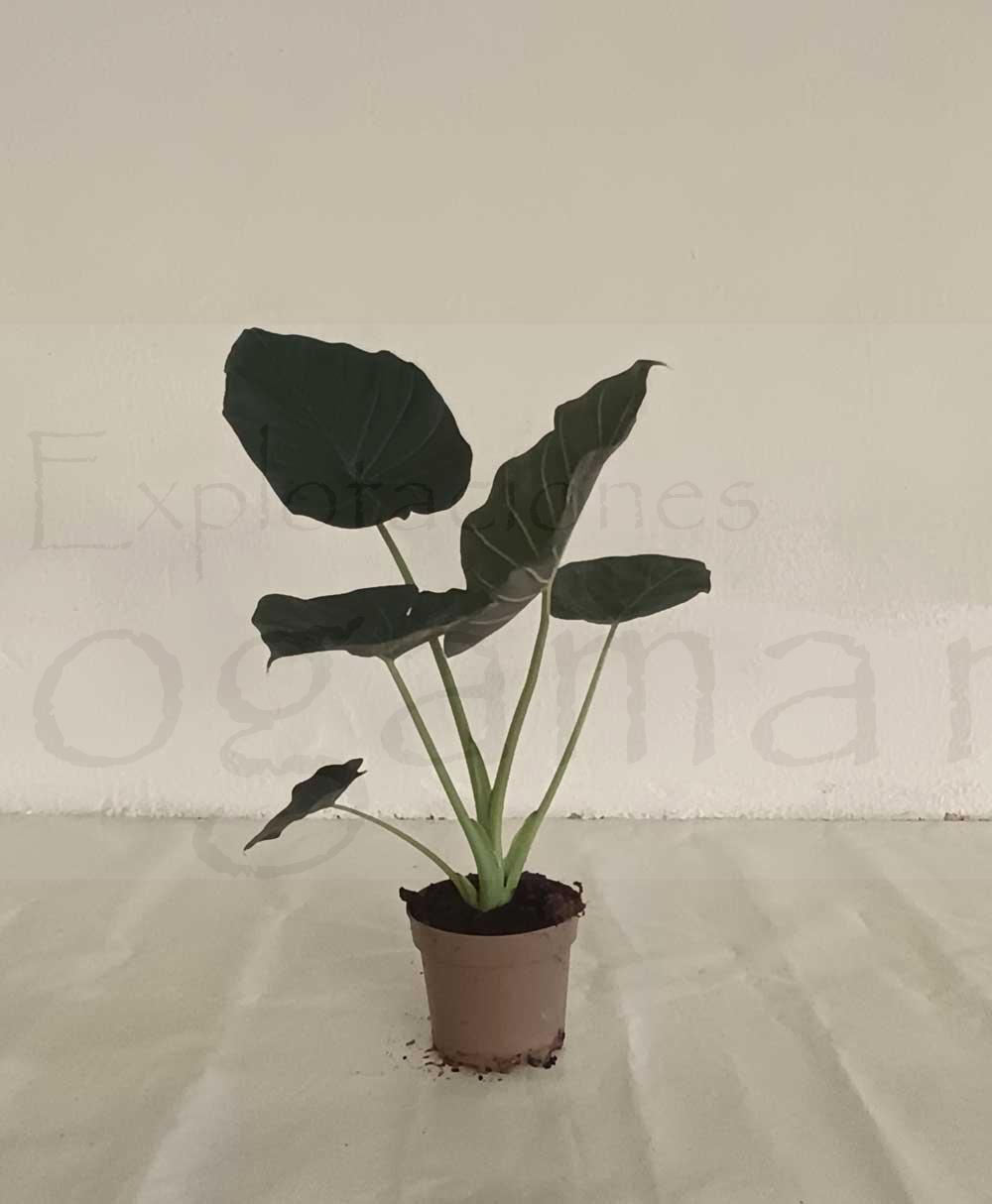 Alocasia-regal-shields-c17