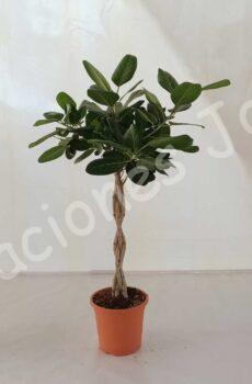 Ficus-Audrey-Trenzado-C25