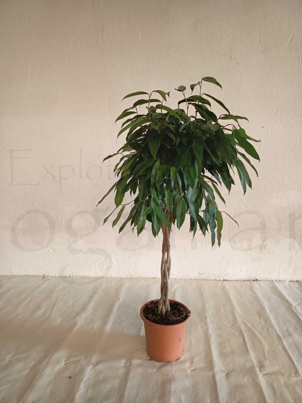 Ficus-amstel-king-c25