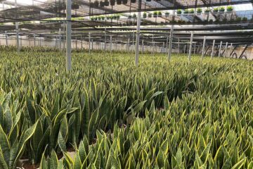 la-planta-ornamental-más-resistente