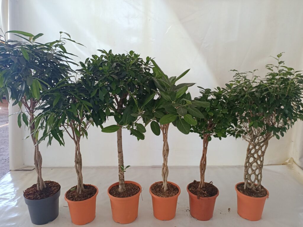 FICUS