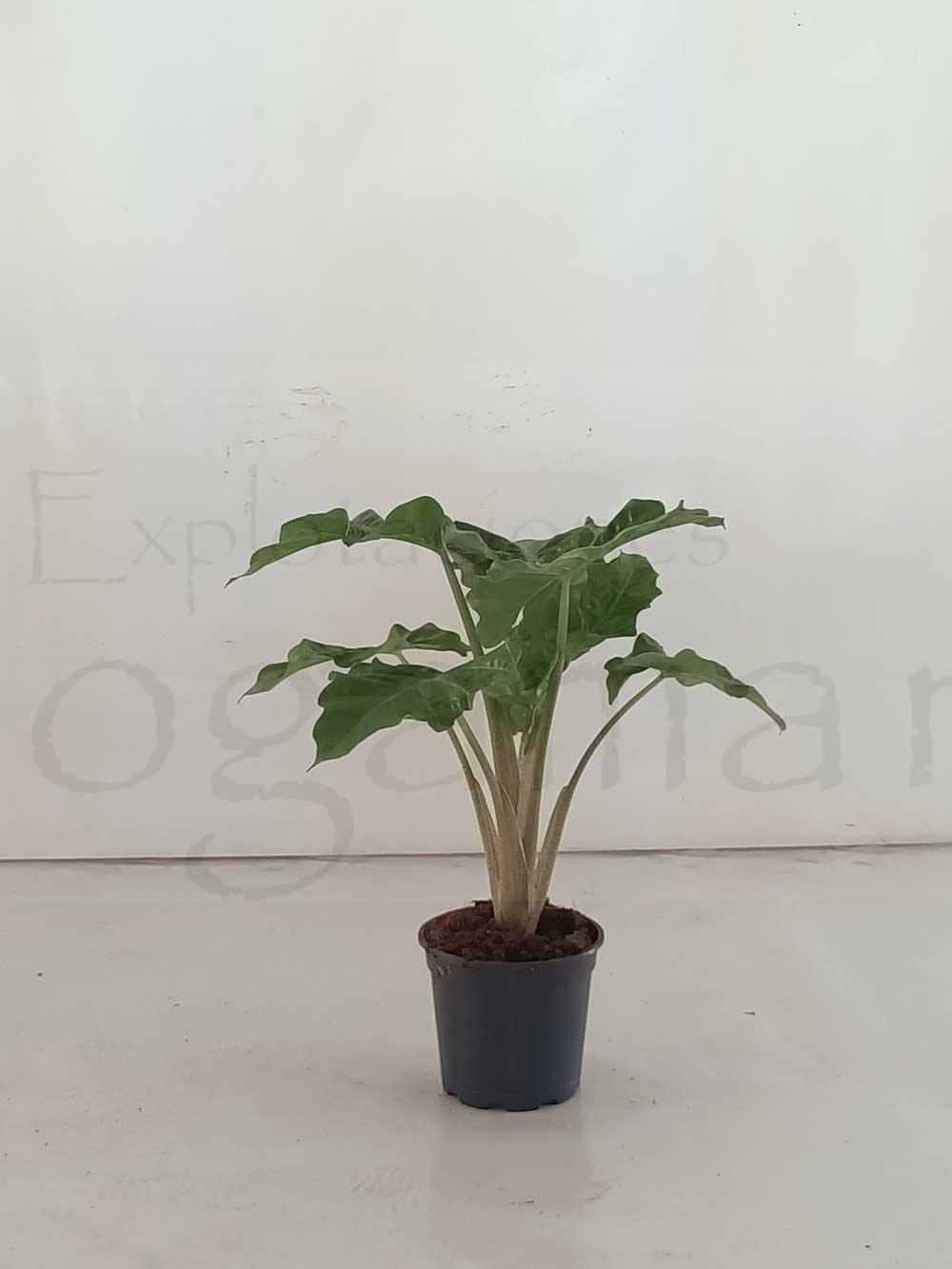 Alocasia-Low-Rider-C17