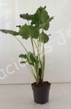Alocasia-Macrorrhiza-C30-2troncos25-35-40-50cm
