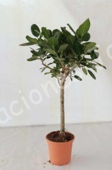 Ficus-Audrey-Recto-C25