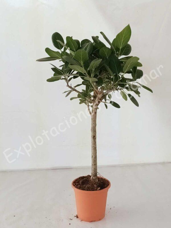Ficus-Audrey-Recto-C25