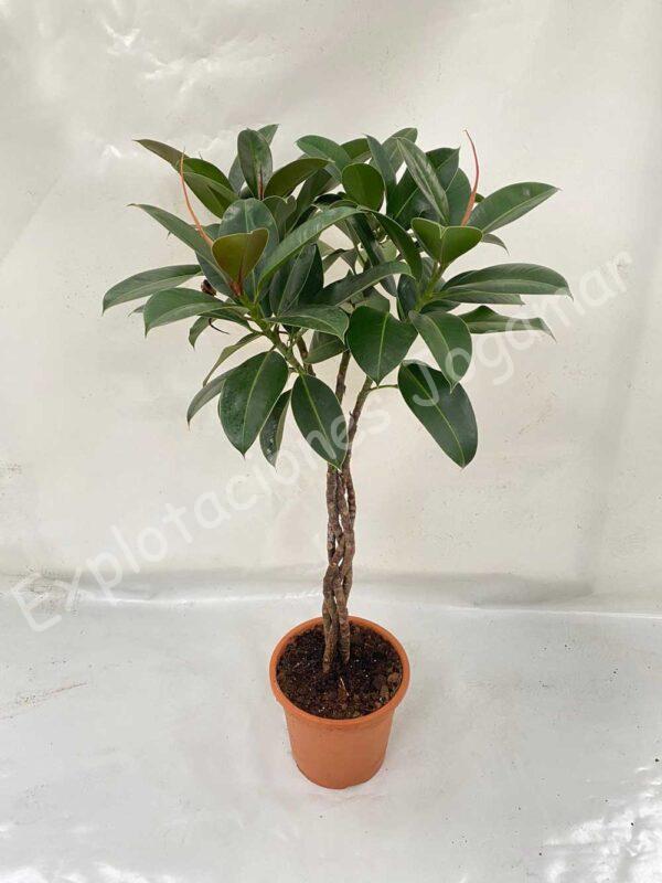 Ficus-Burgundi-Trenzado-c25