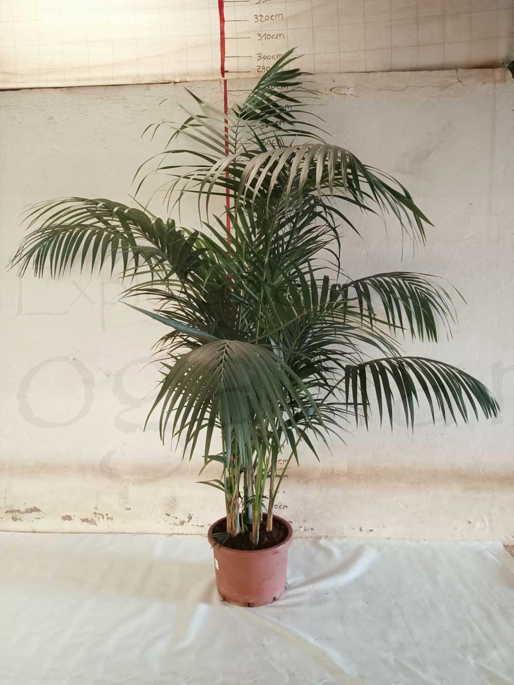 Howea-Fosteriana(kentia)C50