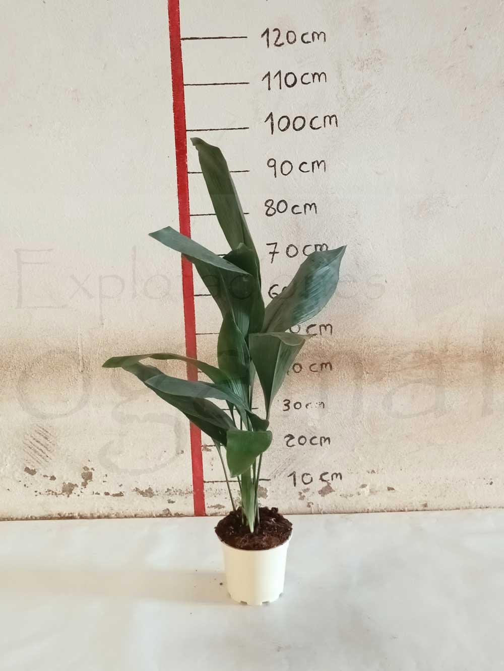 Aspidistra-C17-(9-12-hojas)