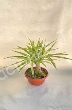 yucca jewel bonsai c23