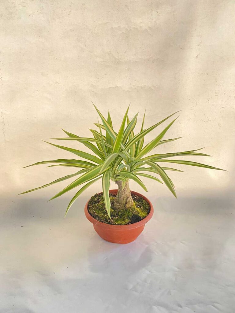 yucca jewel bonsai c23