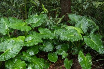 Alocasias-características-y-cuidados