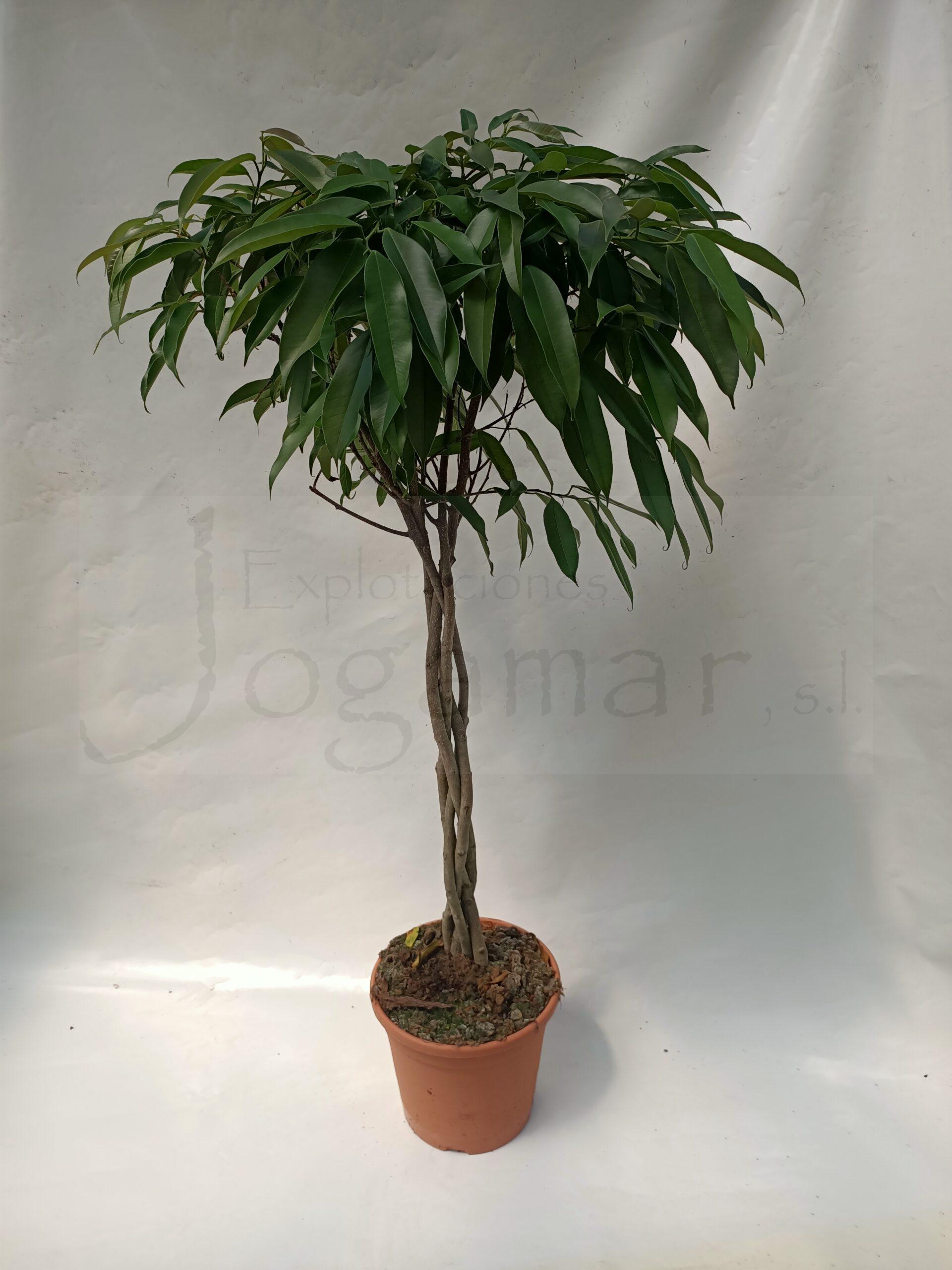 Ficus Amstel King trenzado c30