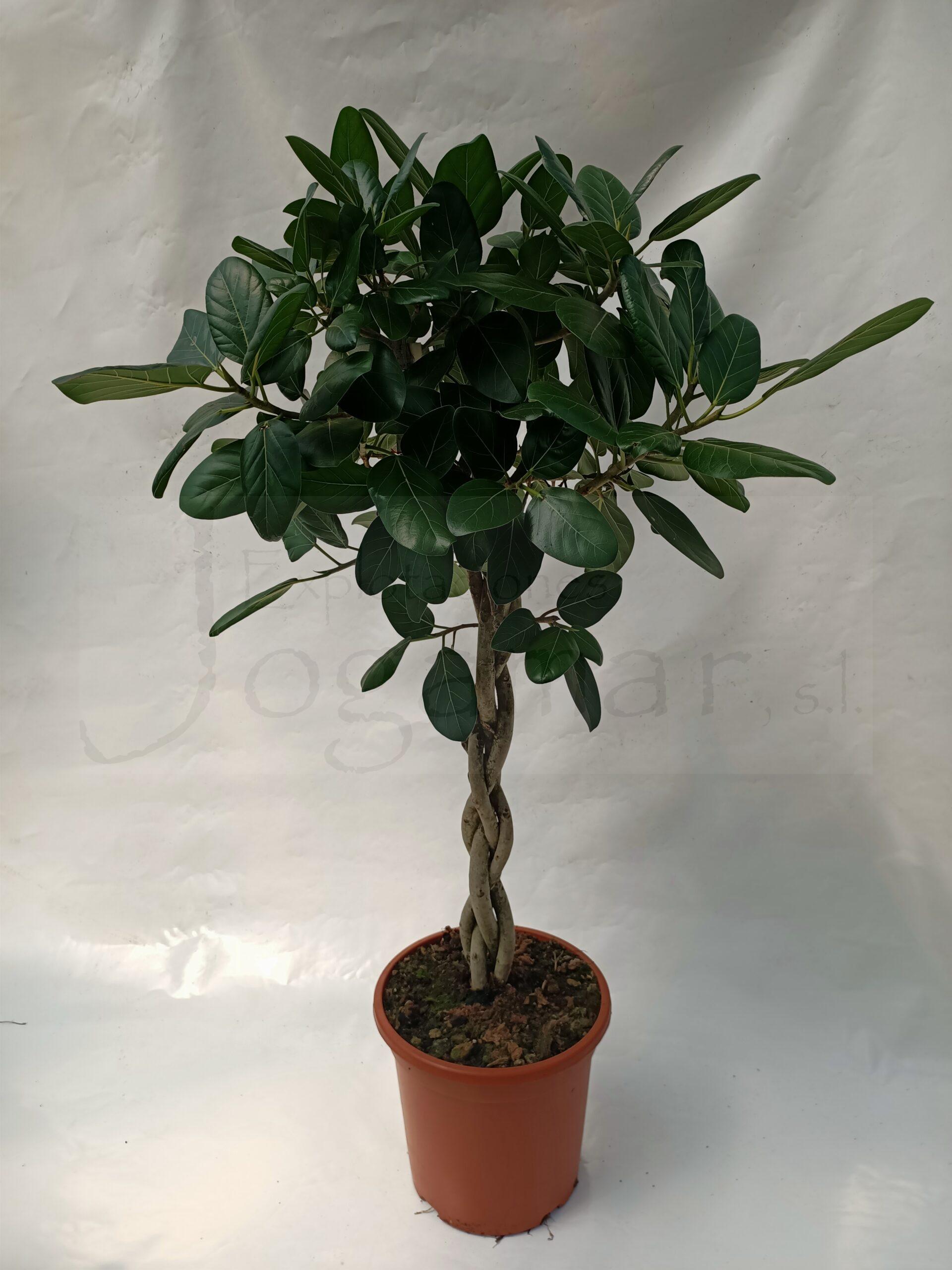 Ficus Audrey trenzado c35