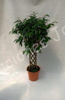 Ficus Benjamina Espaldera c25