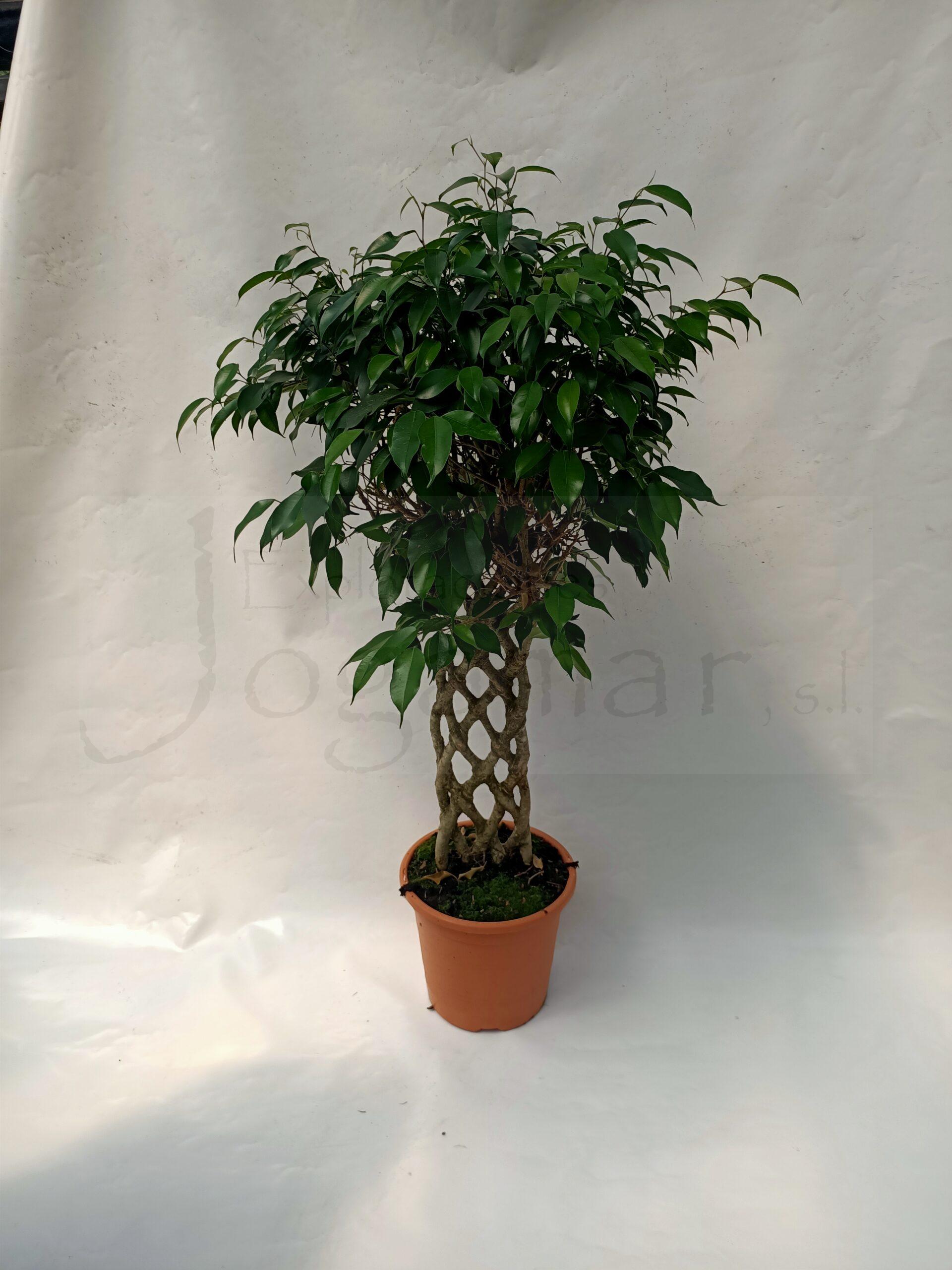 Ficus Benjamina Espaldera c25