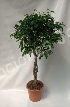 Ficus Benjamina trenzado c25