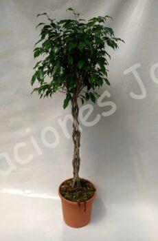 Ficus Benjamina trenzado c30