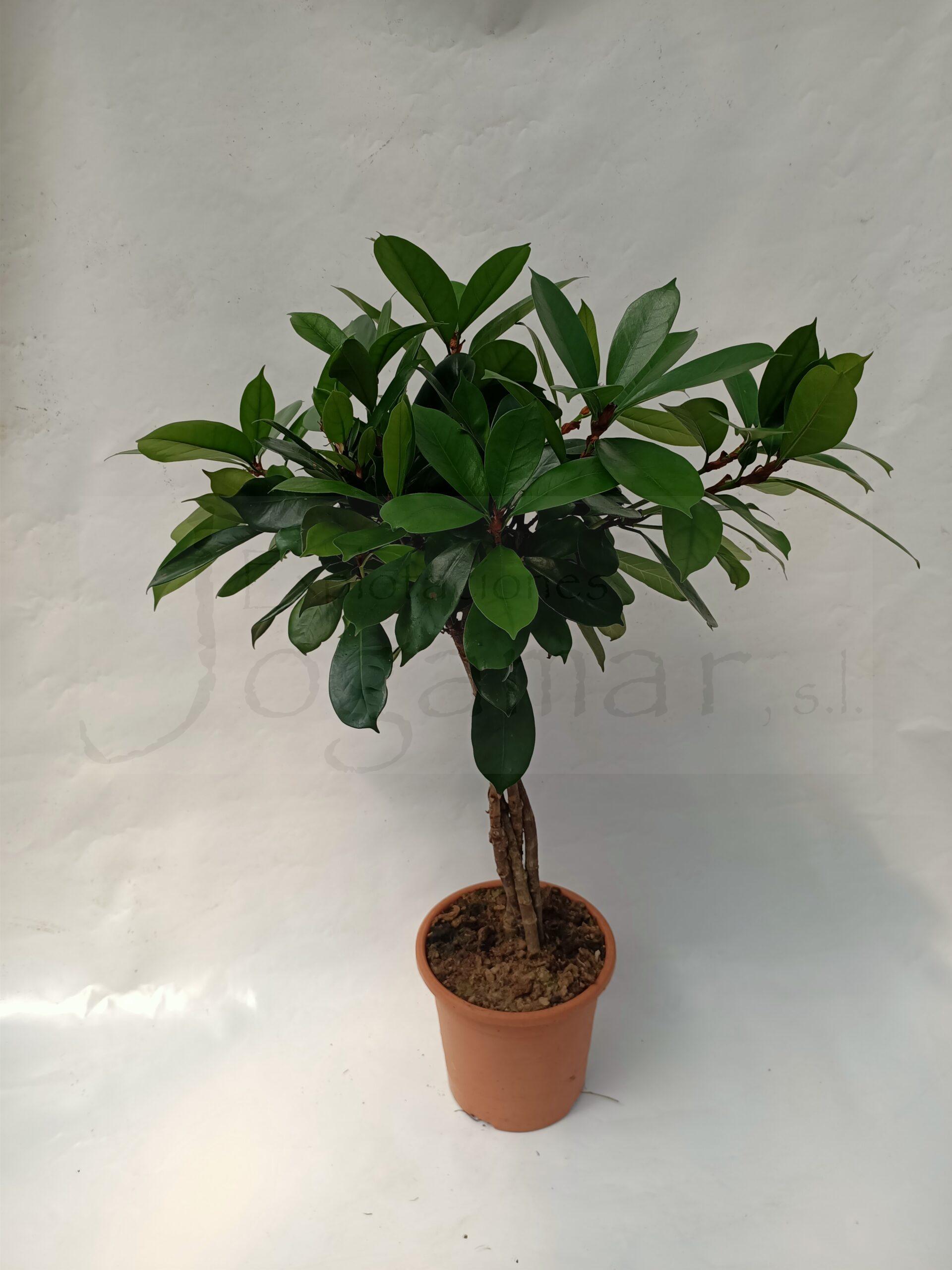 Ficus Cyathistipula c25