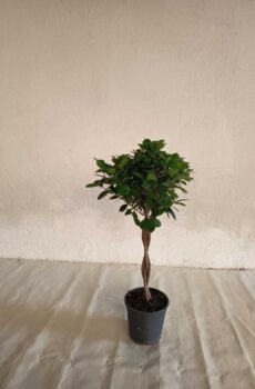 Ficus-moclamen-trenzado-c20