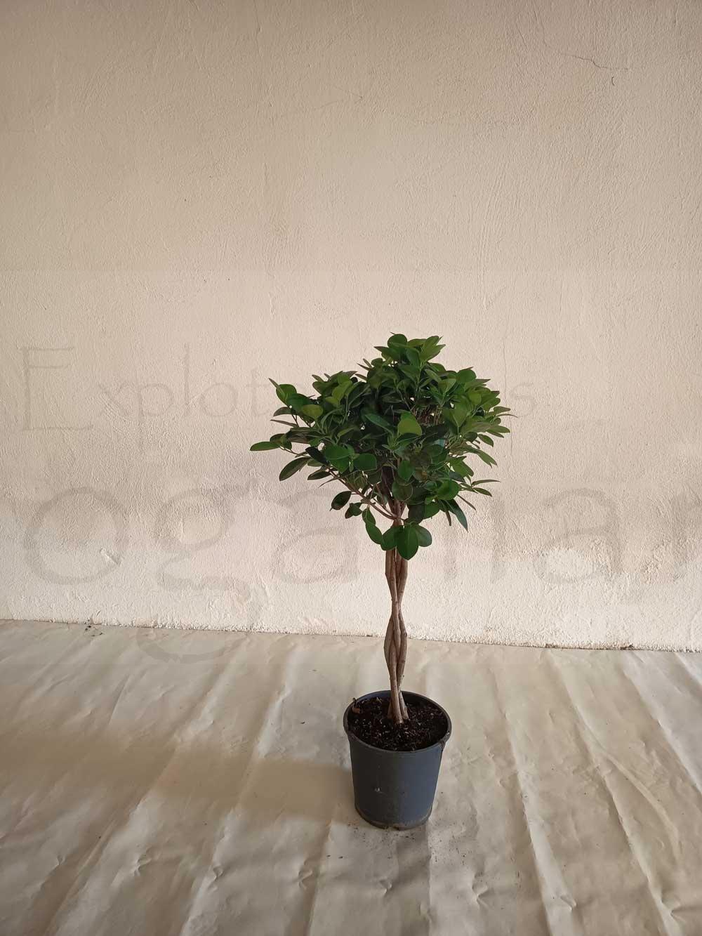 Ficus-moclamen-trenzado-c20