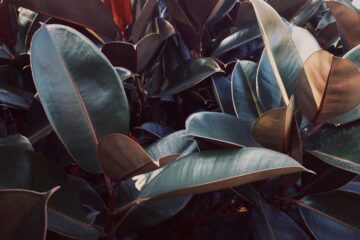ficus-Burgundy
