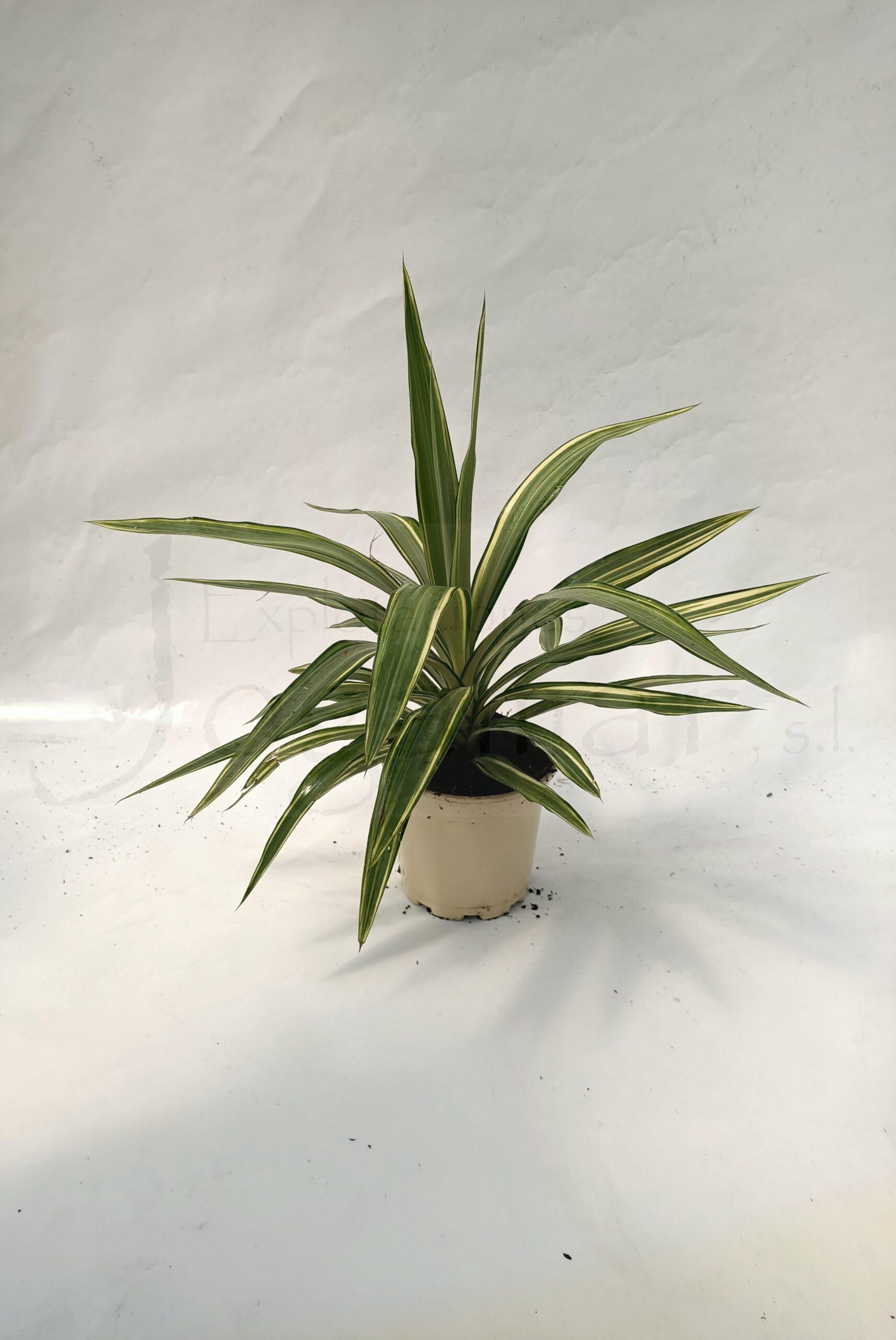 Yucca Jewel c17