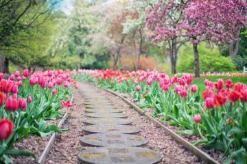 Ideas-de-paisajismo-utilizando-plantas-del-vivero