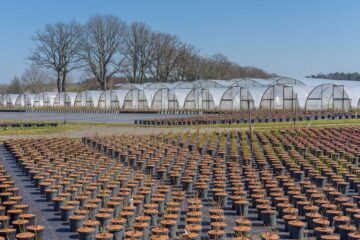 Los beneficios de comprar plantas en un vivero especializado