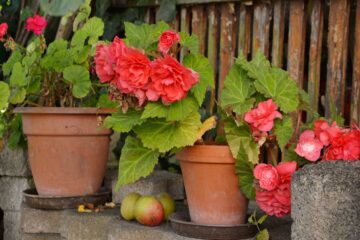 Los-mejores-tipos-de-plantas-para-cultivar-en-macetas