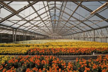 Las-plantas-de-vivero-y-su-importancia-en-la-biodiversidad