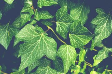 Los fundamentos de la ciencia de las plantas