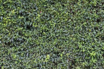 Jardinería-Vertical-con-Plantas-de-Vivero