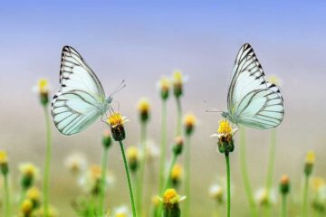 como-crear-un-jardín-de-mariposas
