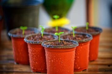 Mejores Maceteros para tus Plantas Ornamentales