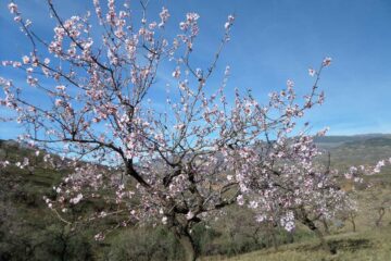 Cambio-Climático-Un-Desafío-para-la-Floración-de-Plantas-y-Árboles