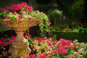 El Auge de las Plantas de Interior Durante la Pandemia