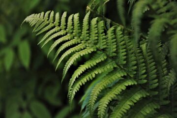 Explorando el Mundo de los Helechos