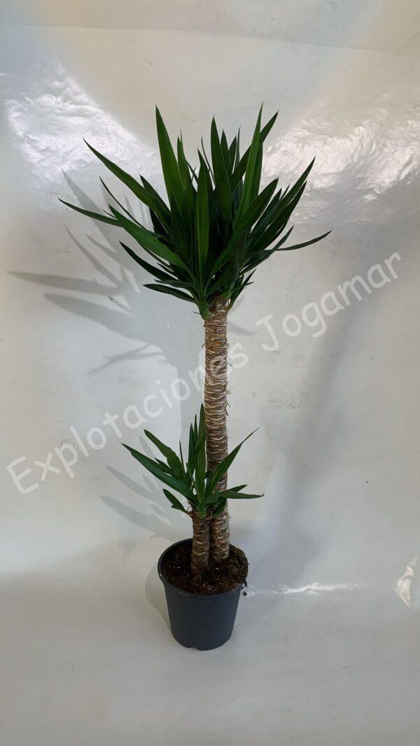 Yucca elegans 90-30cm