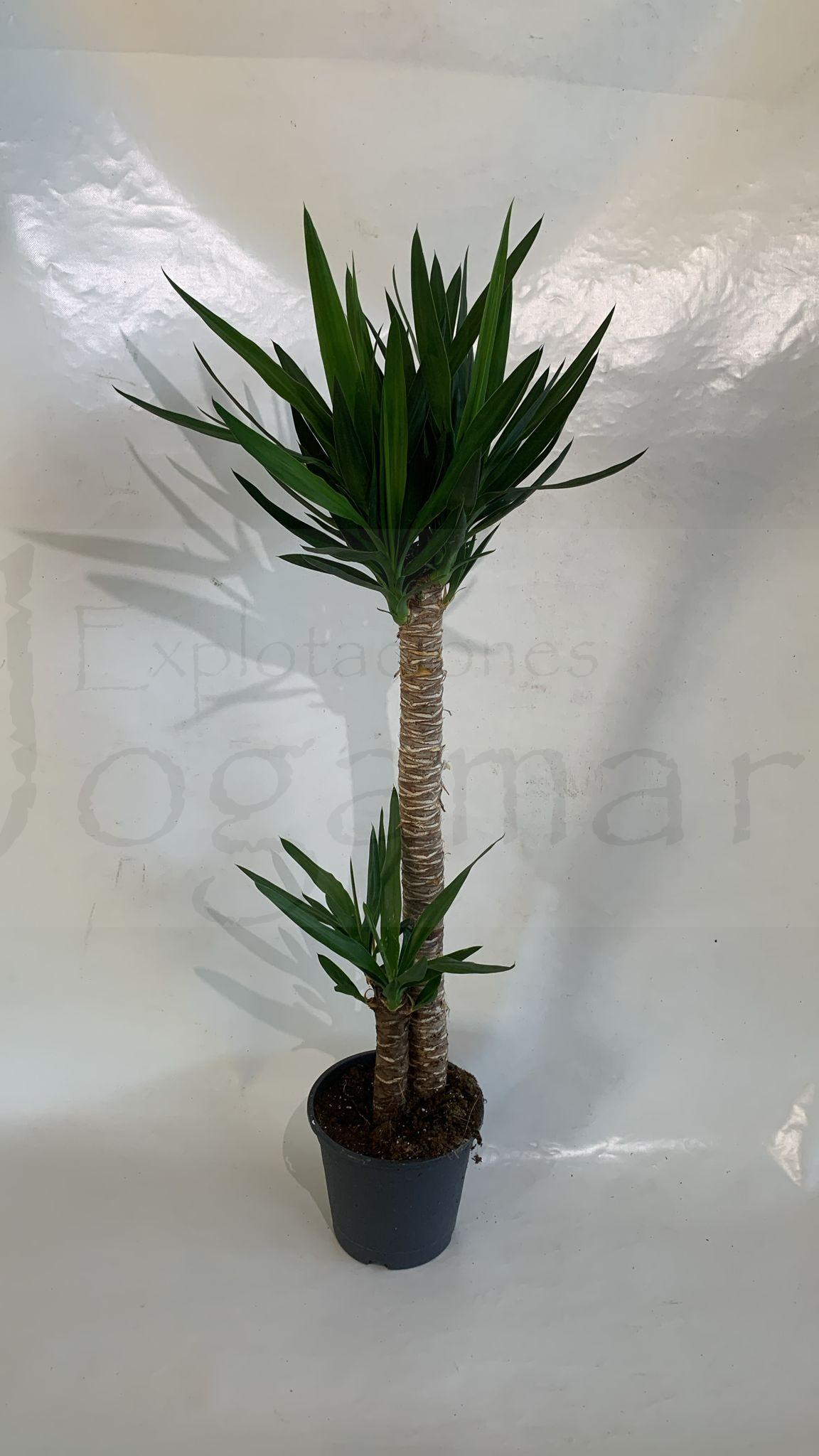 Yucca elegans 90-30cm