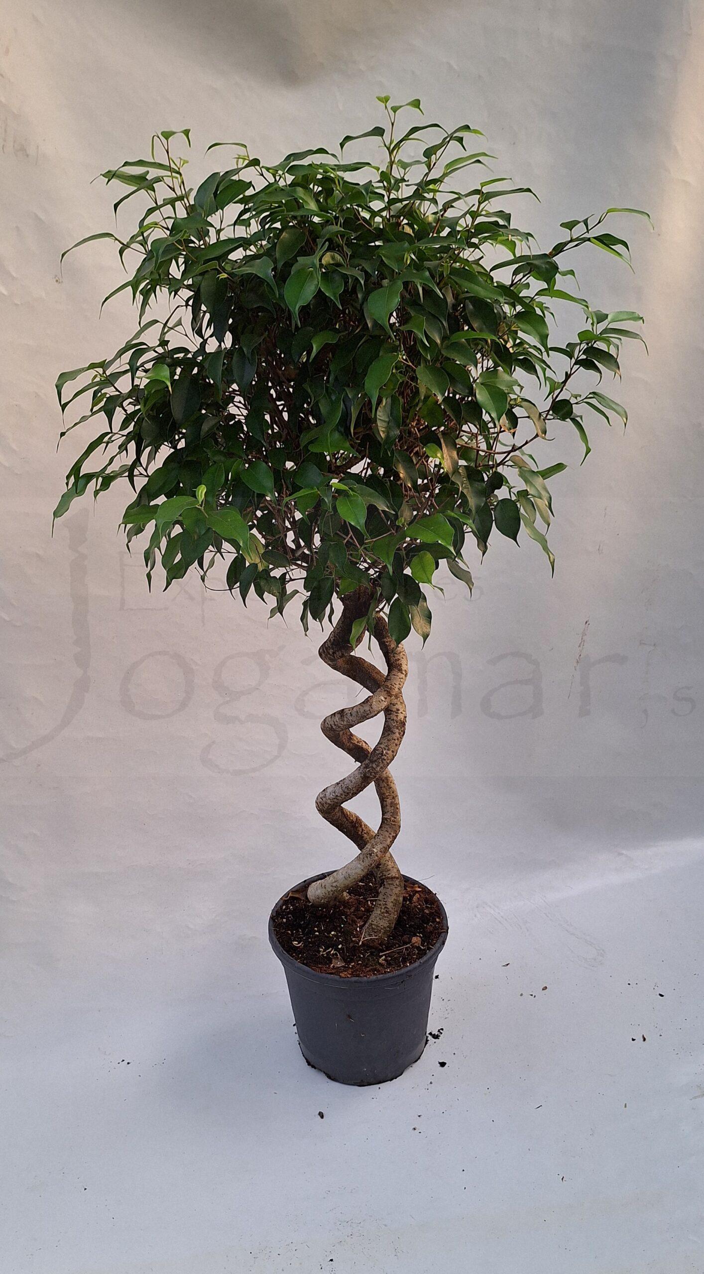 ficus benjamina doble espiral c30