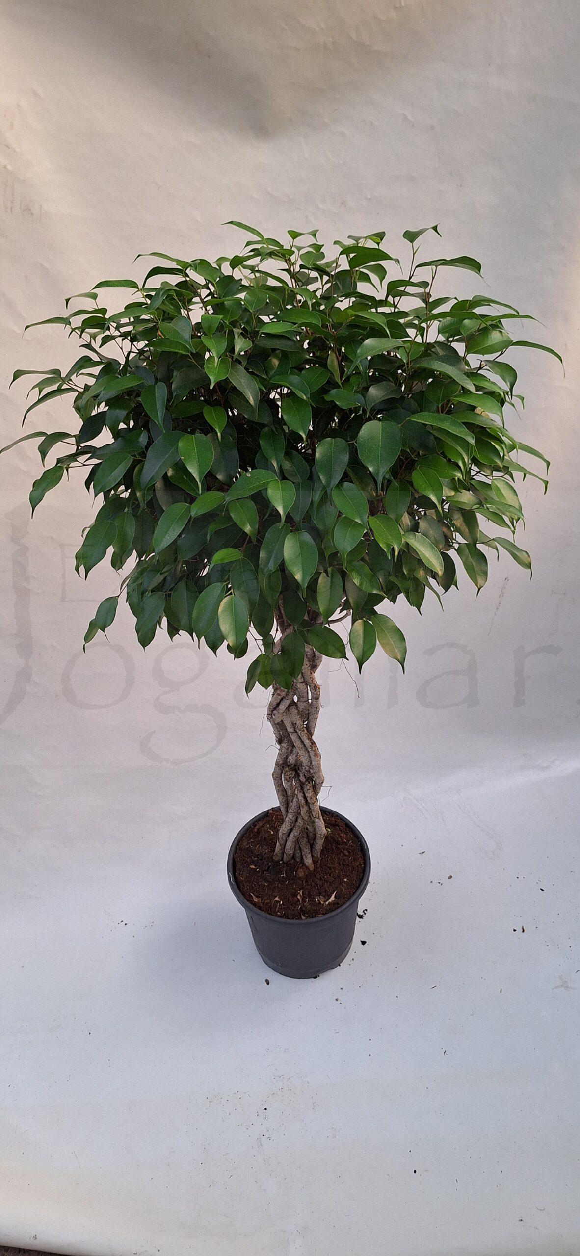 ficus benjamina trenza plana c30