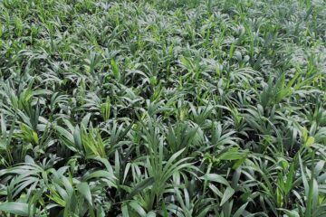 Vivero-de-Palmeras en Almería