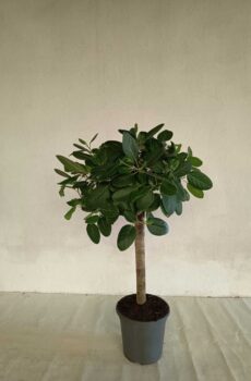 ficus-audrey-tronco-recto-c30