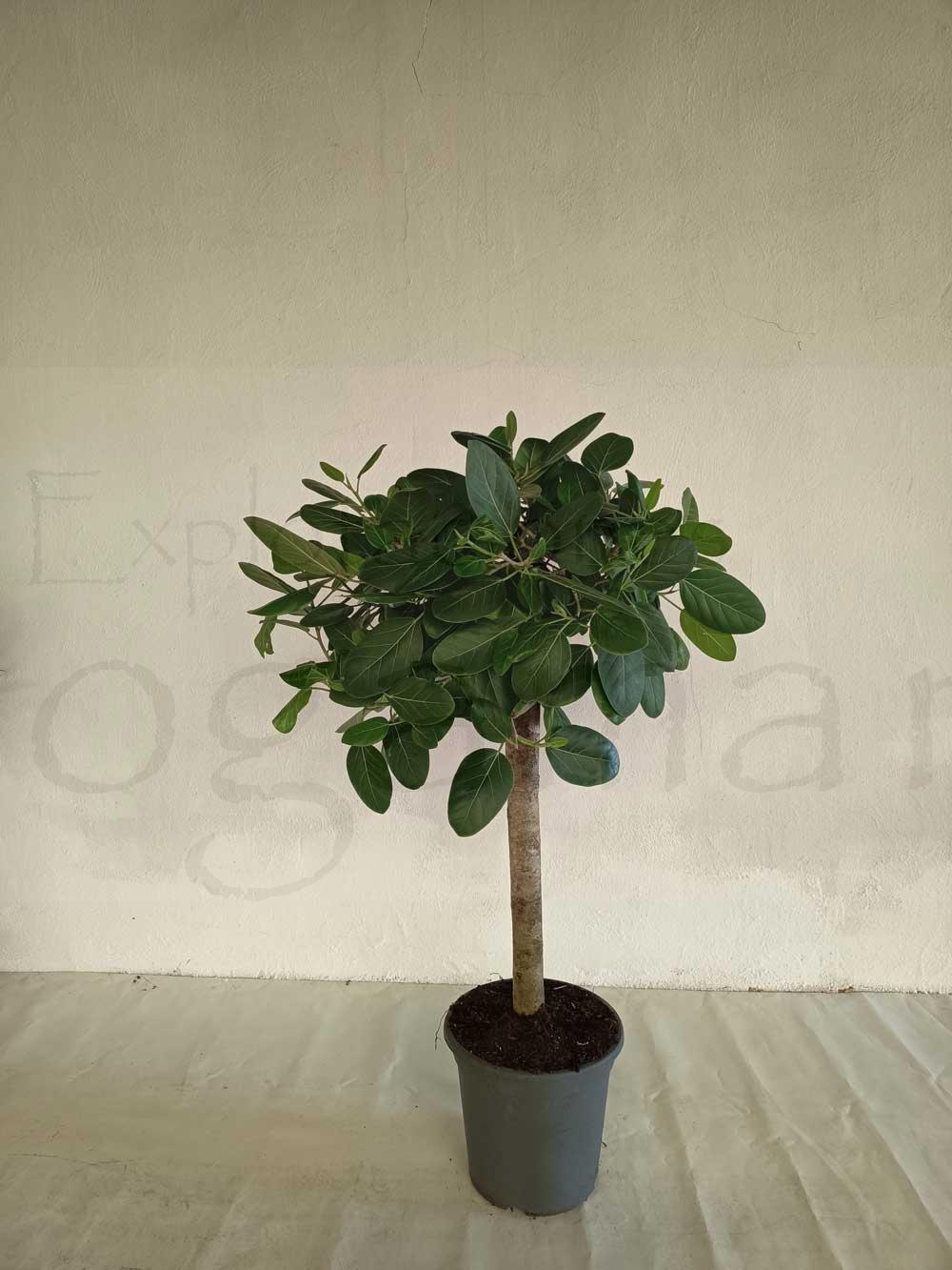 ficus-audrey-tronco-recto-c30