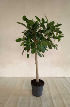 ficus-audrey-tronco-recto-c35