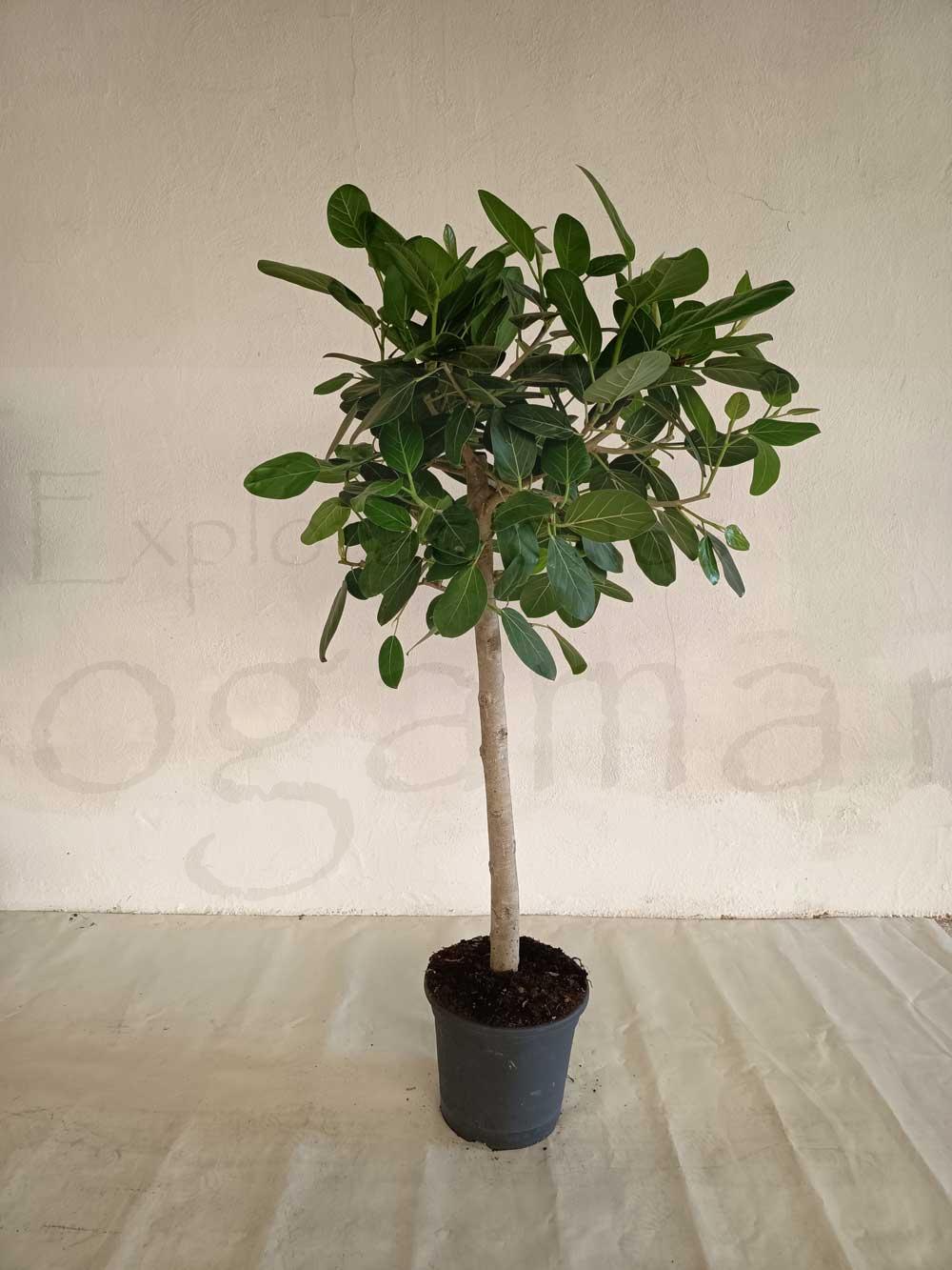 ficus-audrey-tronco-recto-c35