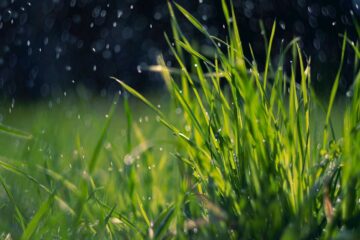 Cómo Proteger tus Plantas en Épocas de Lluvias Frecuentes