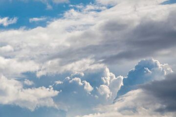 Las-5-mejores-plantas-para-el-clima-mediterráneo